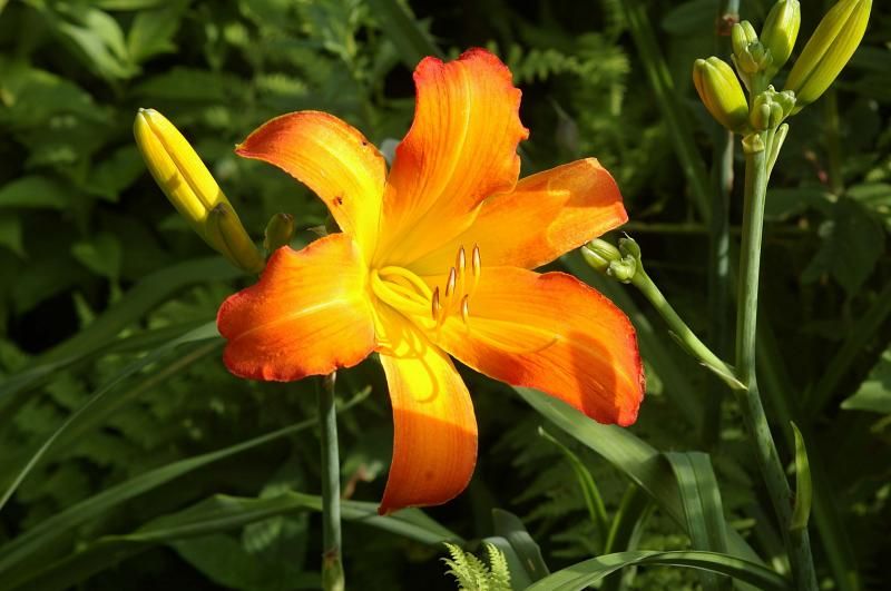 Dean Corey photo Daylily-DeanCorey01_zpscb8aca84.jpg